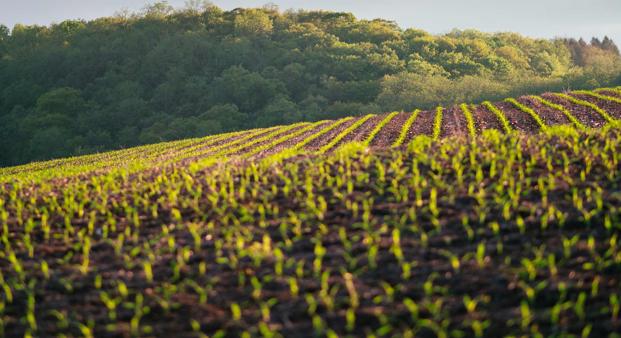 Midwest field